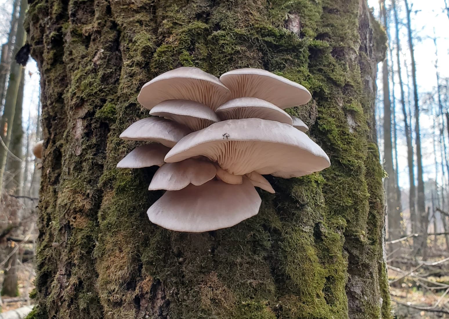 Oyster mushroom (Pleurotus ostreatus)