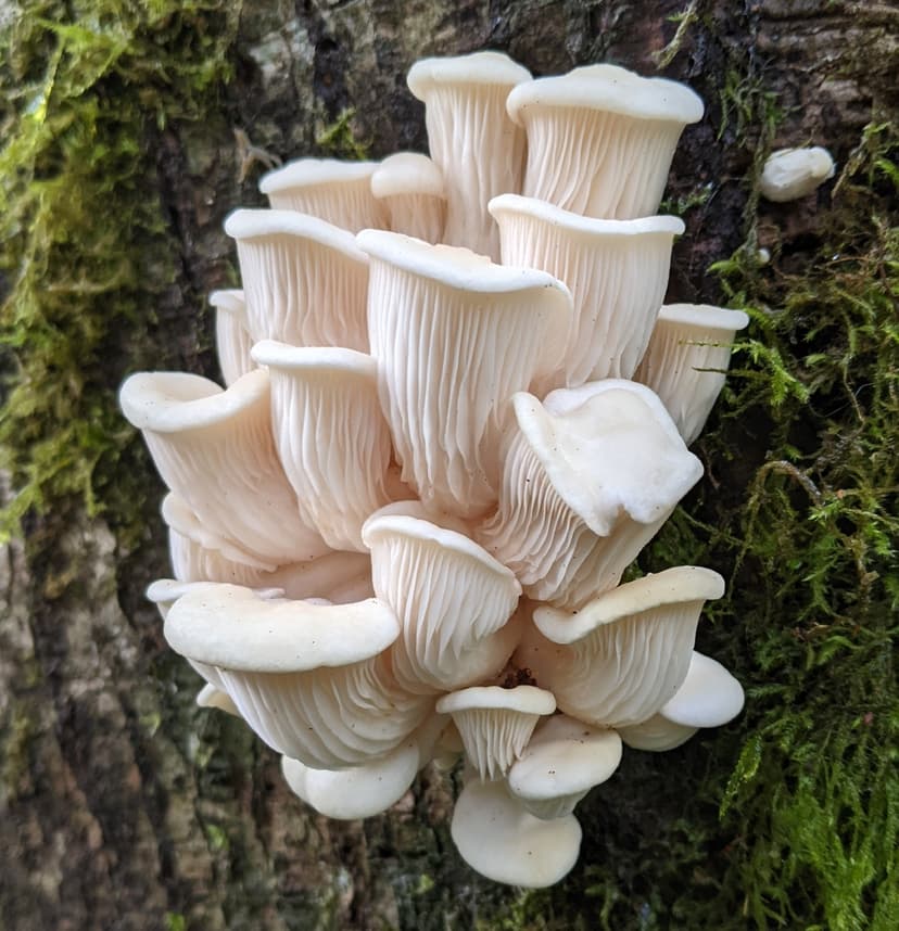 Lung oyster (Pleurotus pulmonarius)