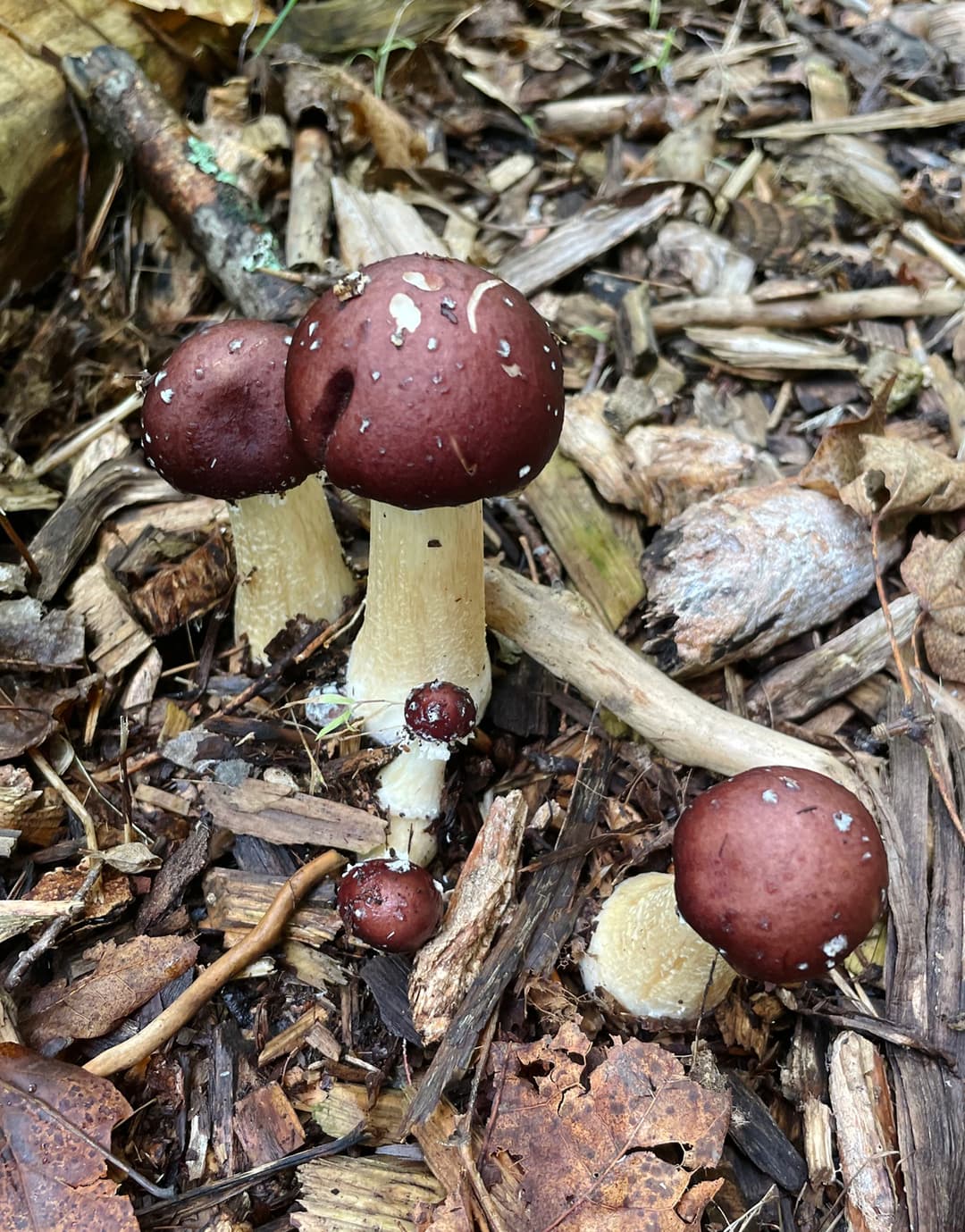 Wine cap stropharia (Stropharia rugosoannulata)