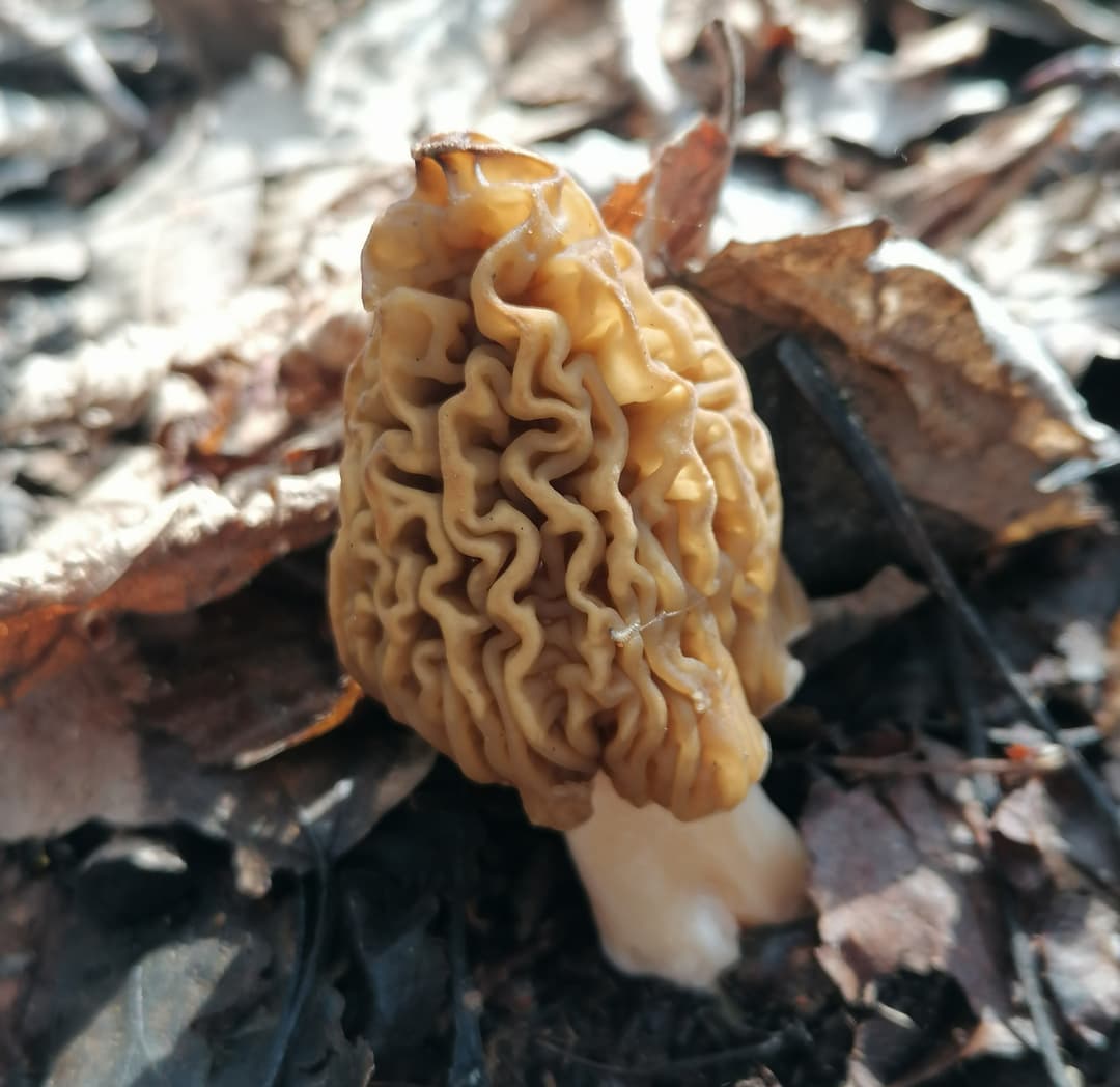 Early morel (Verpa bohemica)