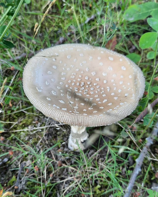 Panther cap (Amanita pantherina), mature stage