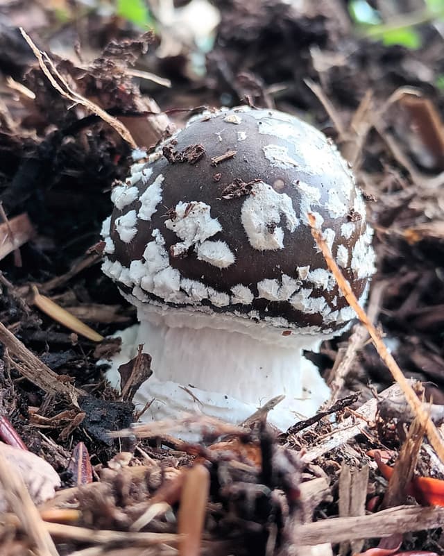 Panther cap (Amanita pantherina), young stage