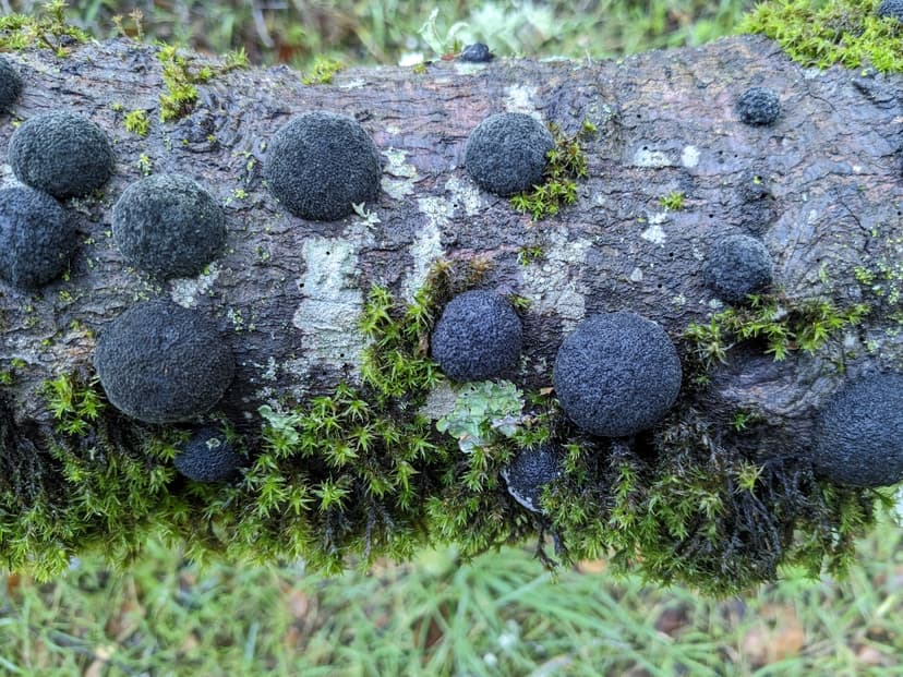 Cramp balls (Annulohypoxylon thouarsianum)