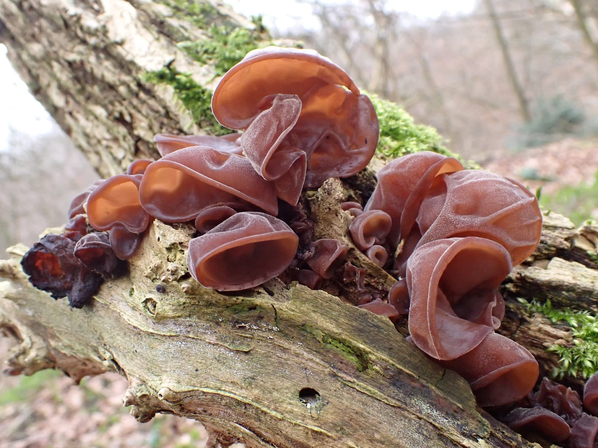 Jelly ear (Auricularia auricula-judae)