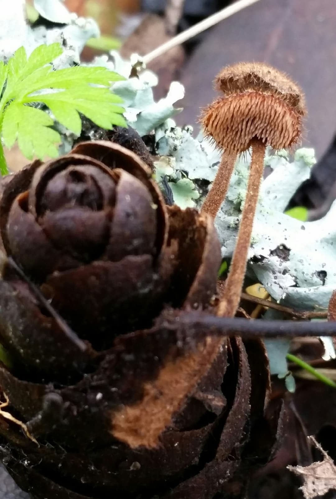 Earpick fungus (Auriscalpium vulgare) on the cone