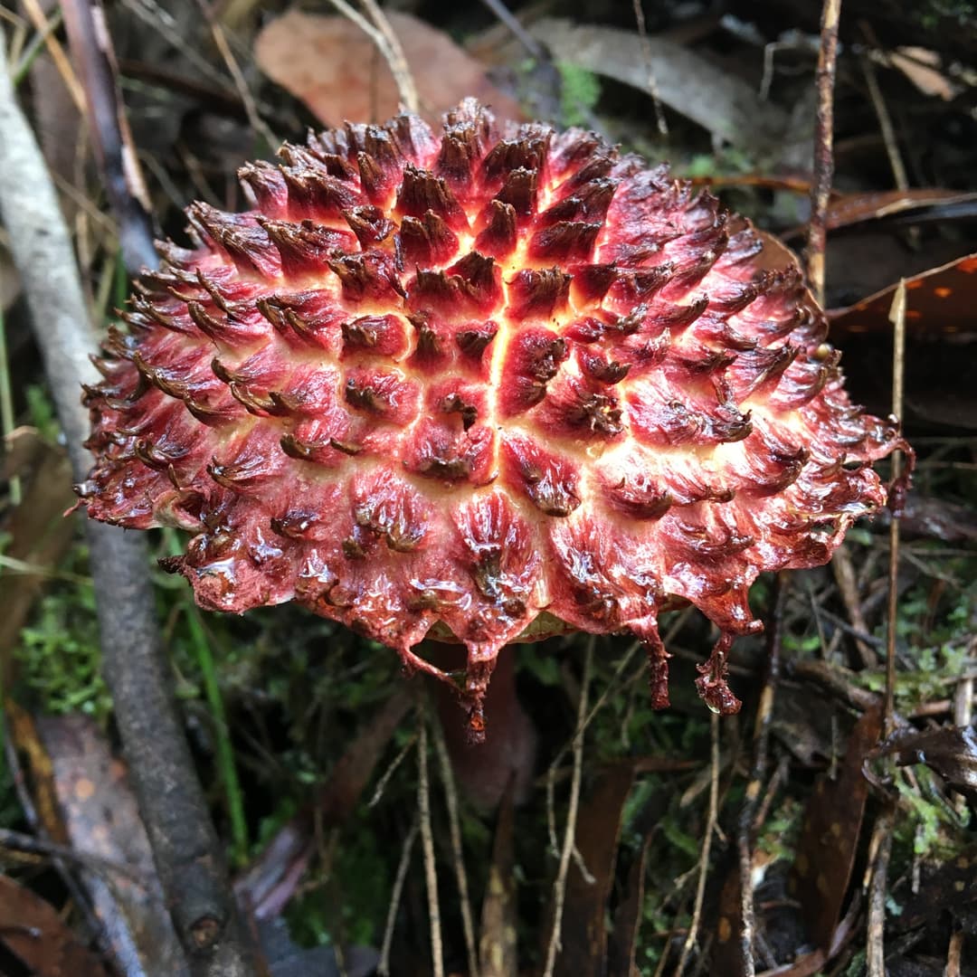 Shaggy cap (Boletellus emodensis)