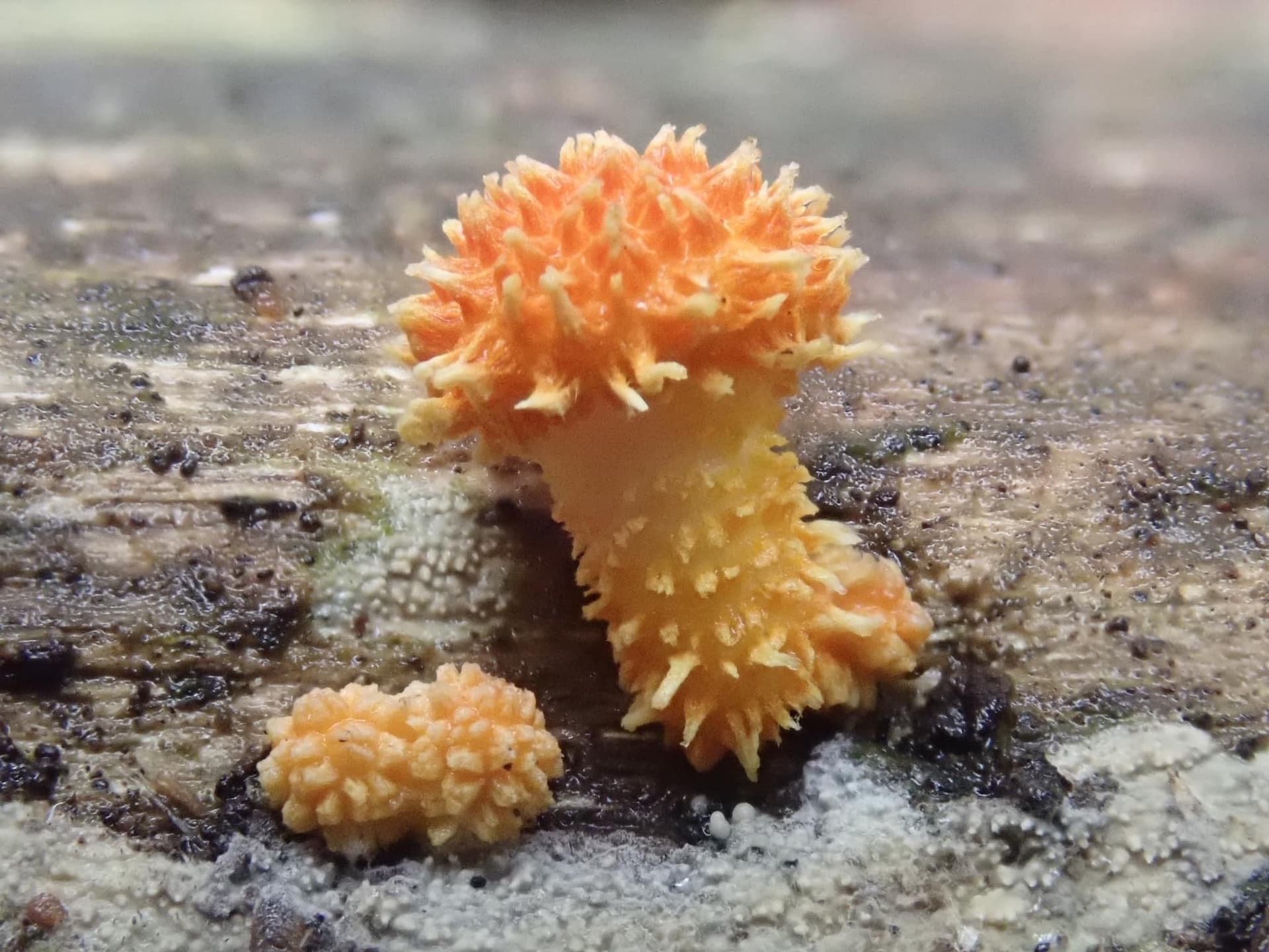 Young fruiting body of the scruffy scalycap (Cyptotrama asprata)