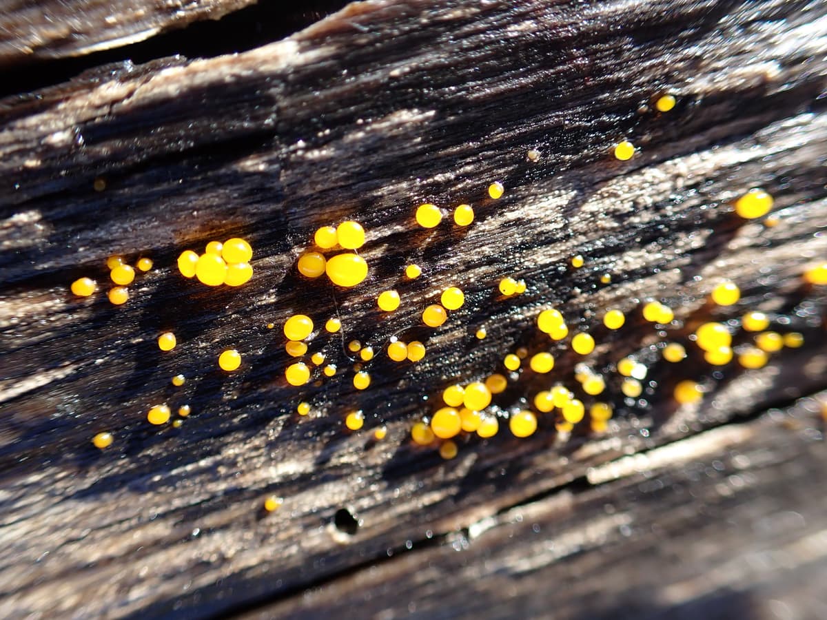 Bright jelly spot fungus (Dacrymyces stillatus) on wood