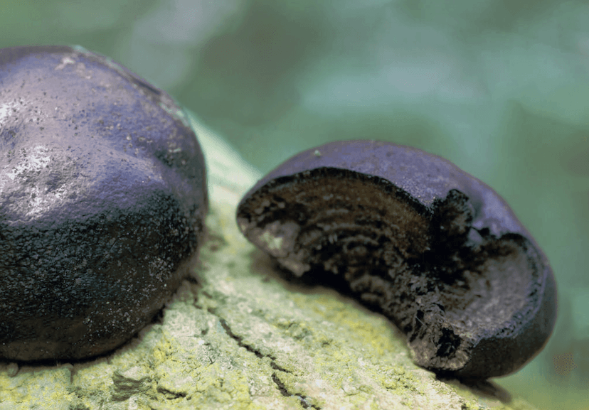 Cramp balls (Daldinia concentrica) core