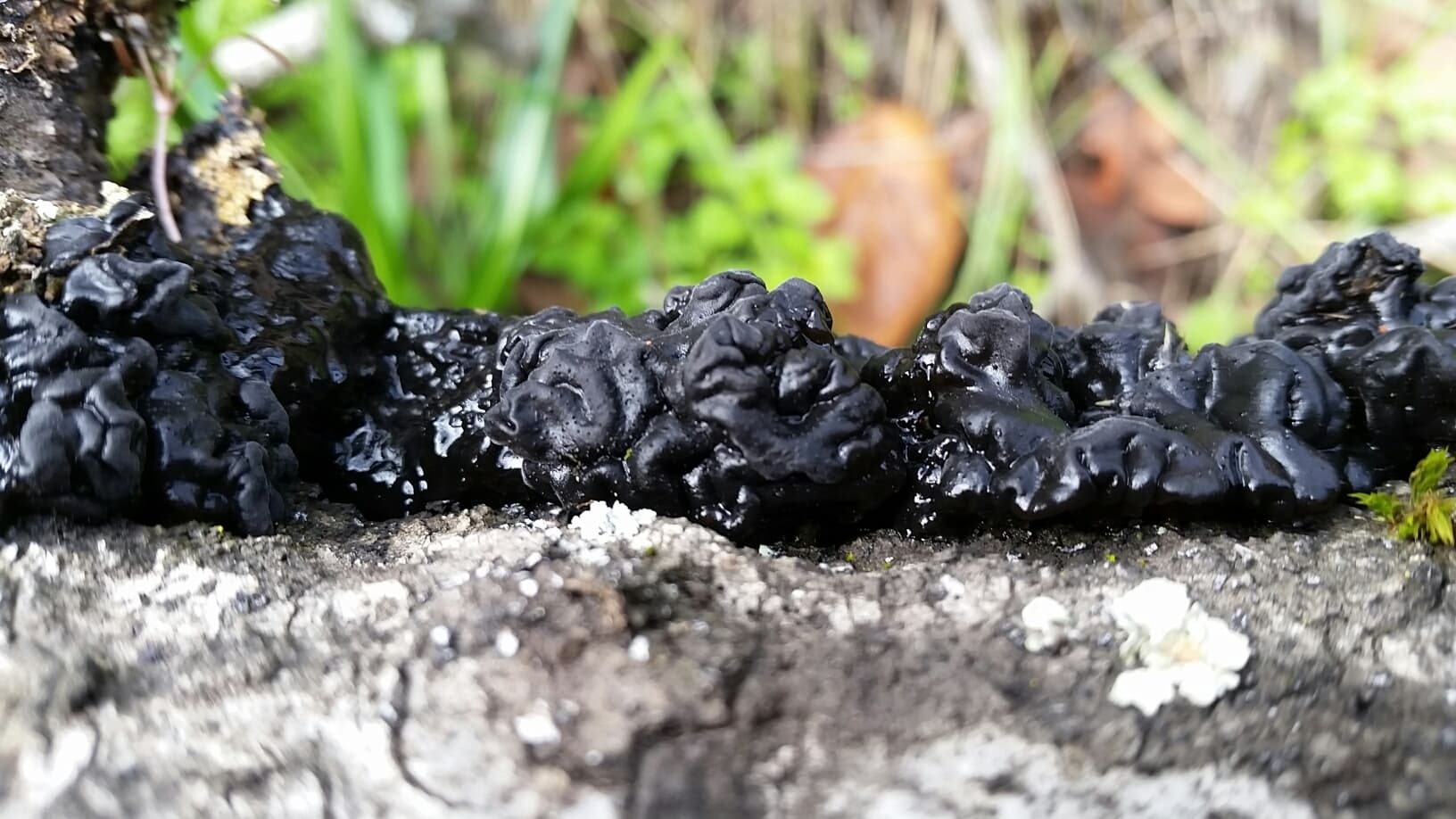 Warty jelly fungus (Exidia glandulosa) close-up