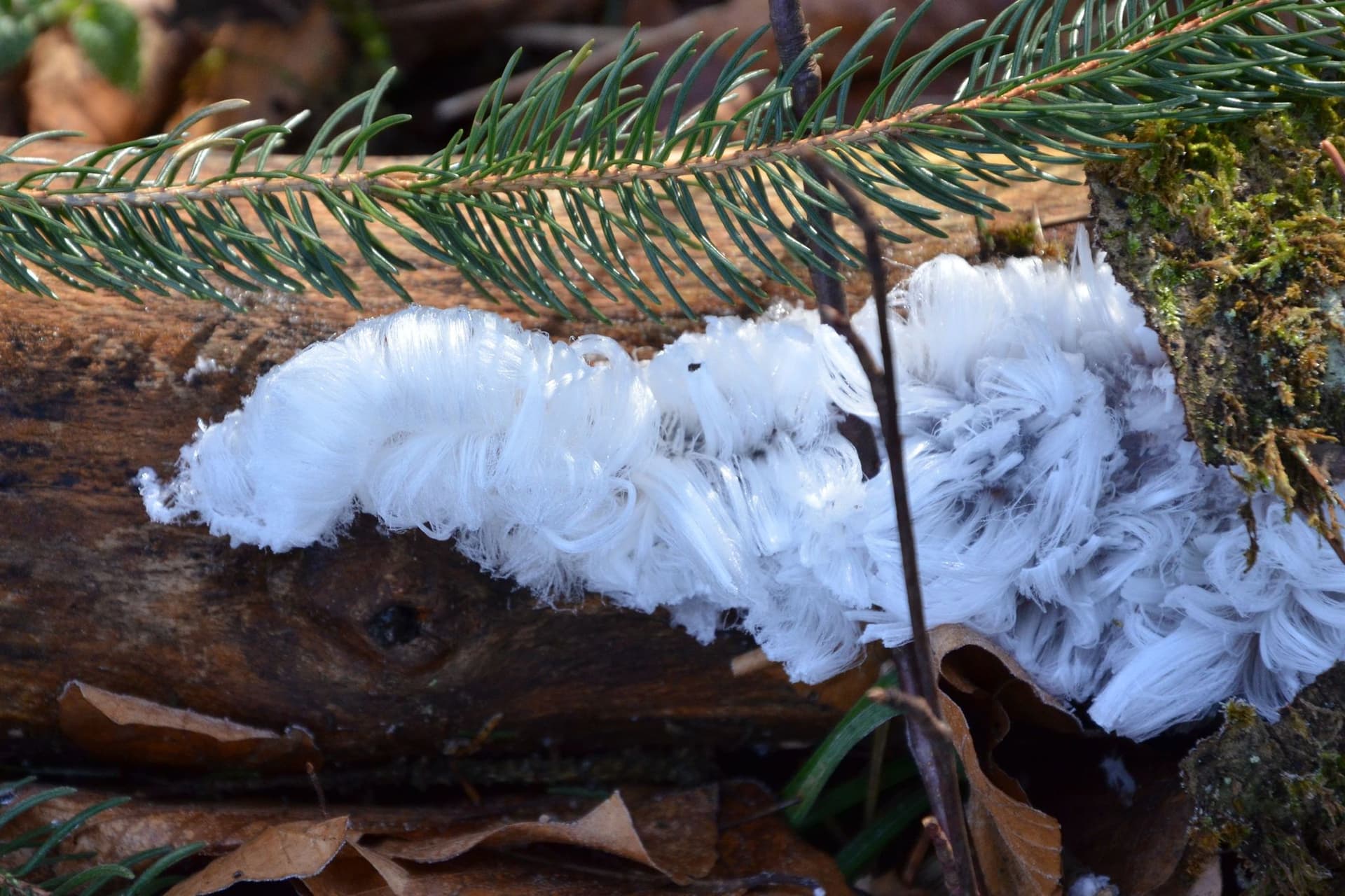 Hair ice (Exidiopsis effusa) on wood