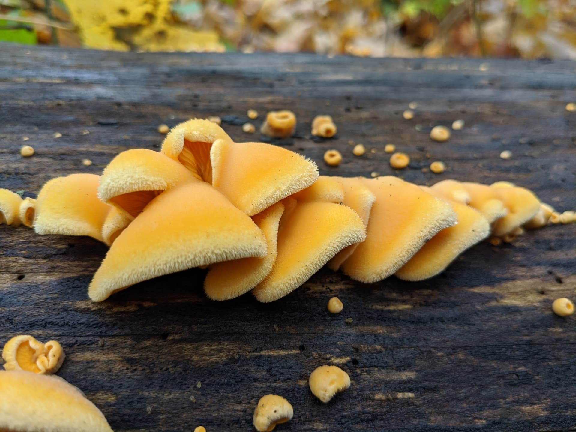 Mock oyster (Phyllotopsis nidulans) on decaying wood