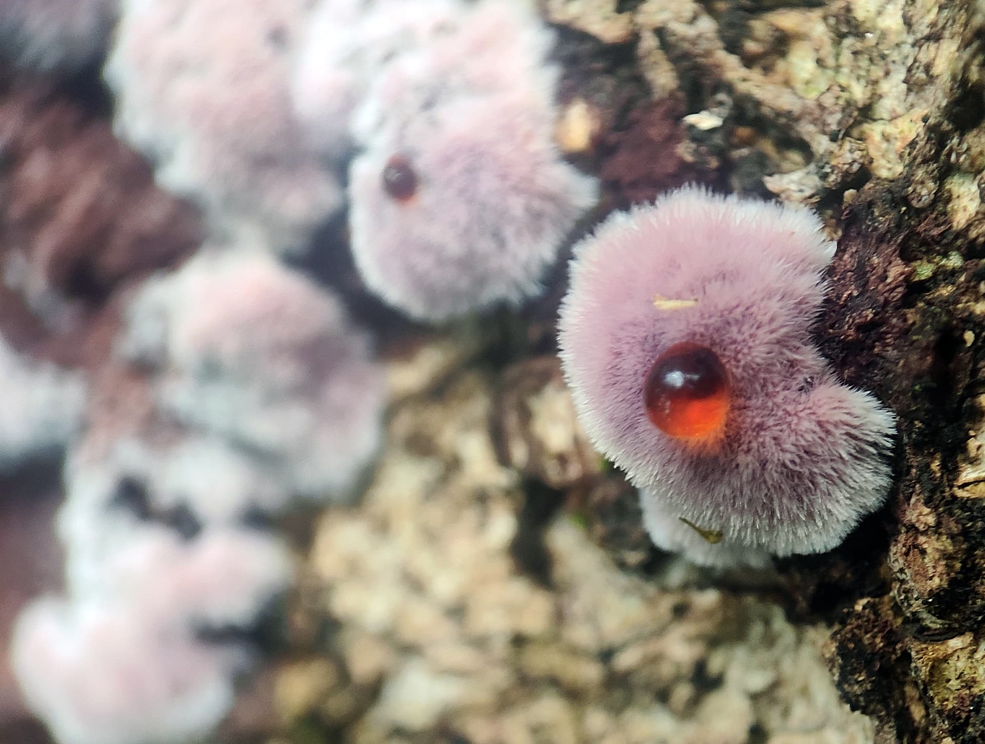 Punctularia atropurpurascens with red exudate