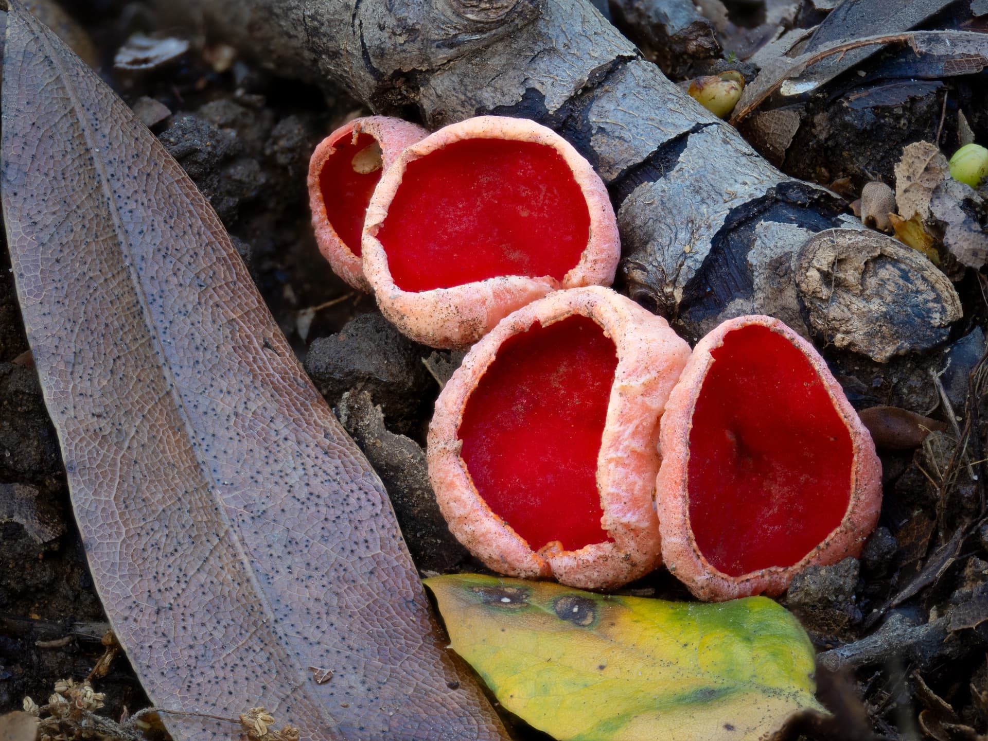 Scarlet elf cup (Sarcoscypha coccinea)