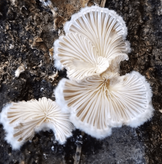 Schizophyllum commune close-up view