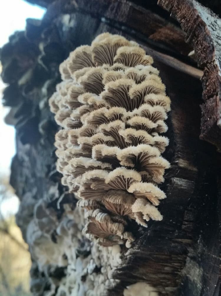 Schizophyllum commune on wood