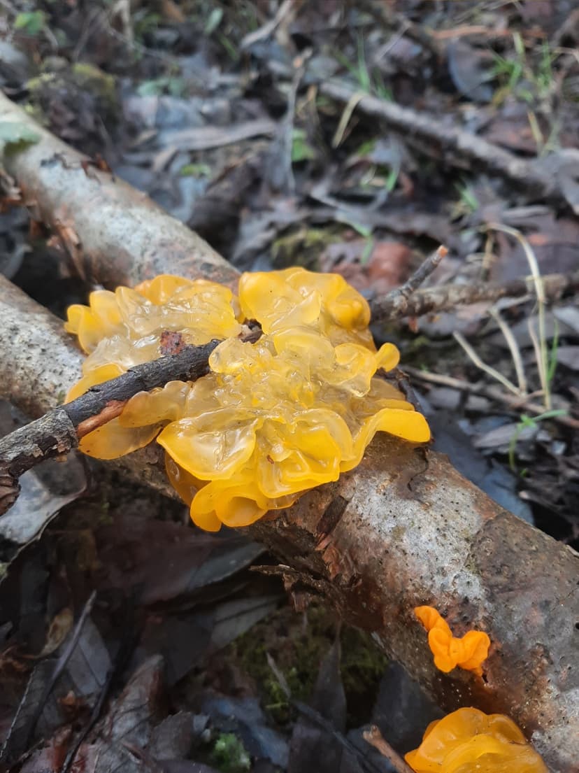 Witch's butter (Tremella mesenterica)