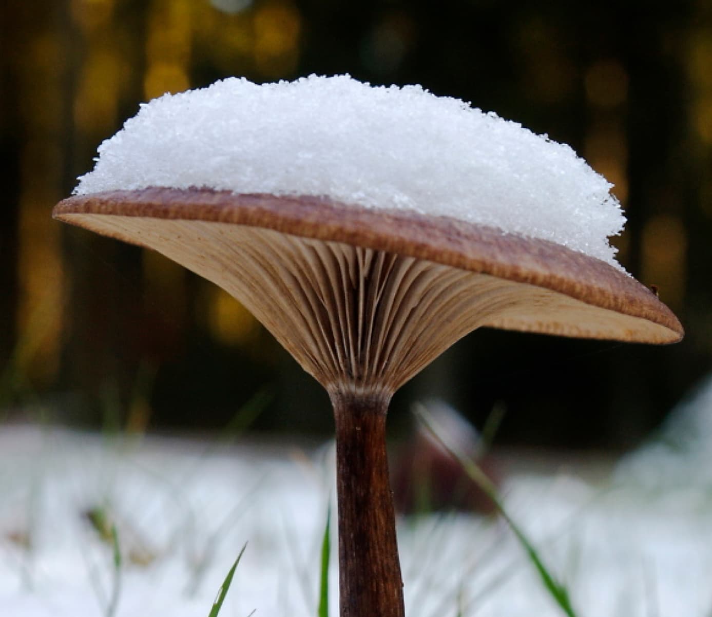 Winter mushroom