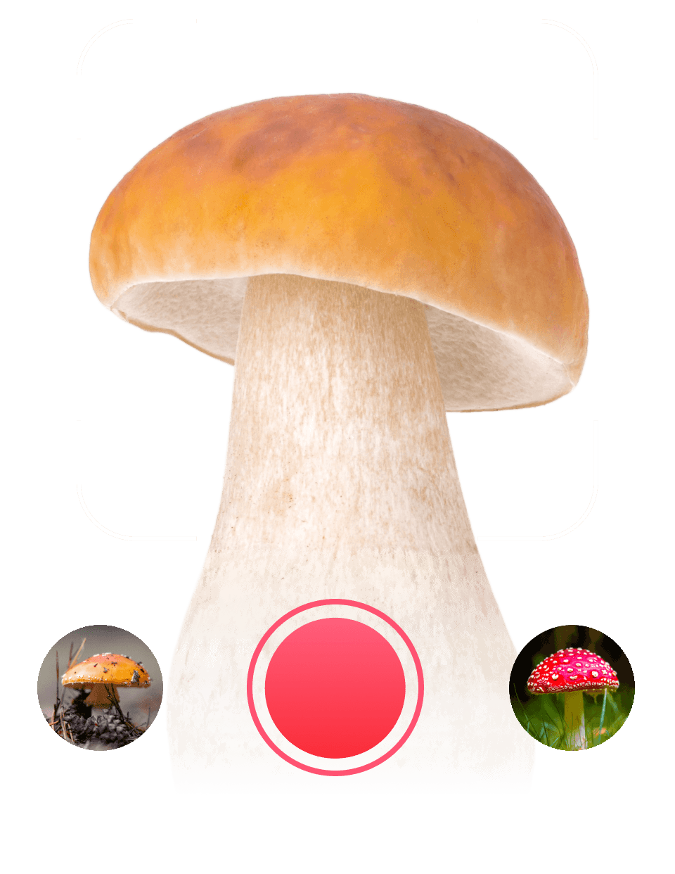 Boletus