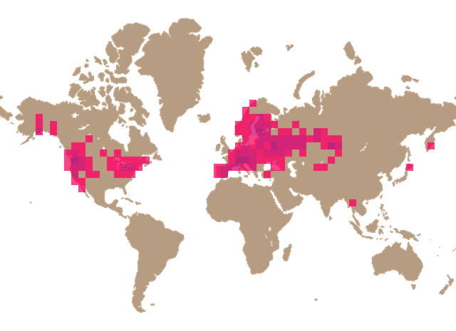 Wrinkled thimble-cap (Verpa bohemica) distribution info