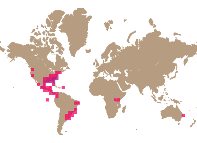 Column stinkhorn (Clathrus columnatus) distribution info
