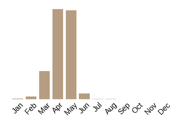 Wrinkled thimble-cap (Verpa bohemica) seasonality info