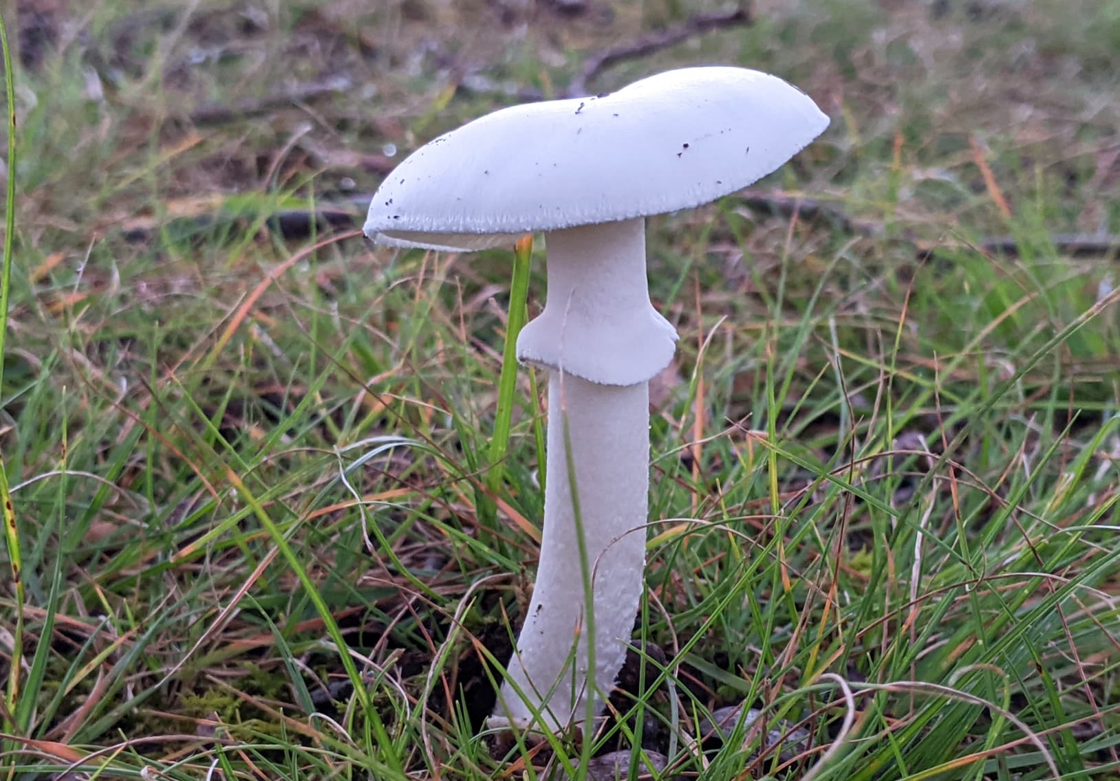 Destroying Angel Amanita Bisporigera destroying-angel-amanita-bisporigera