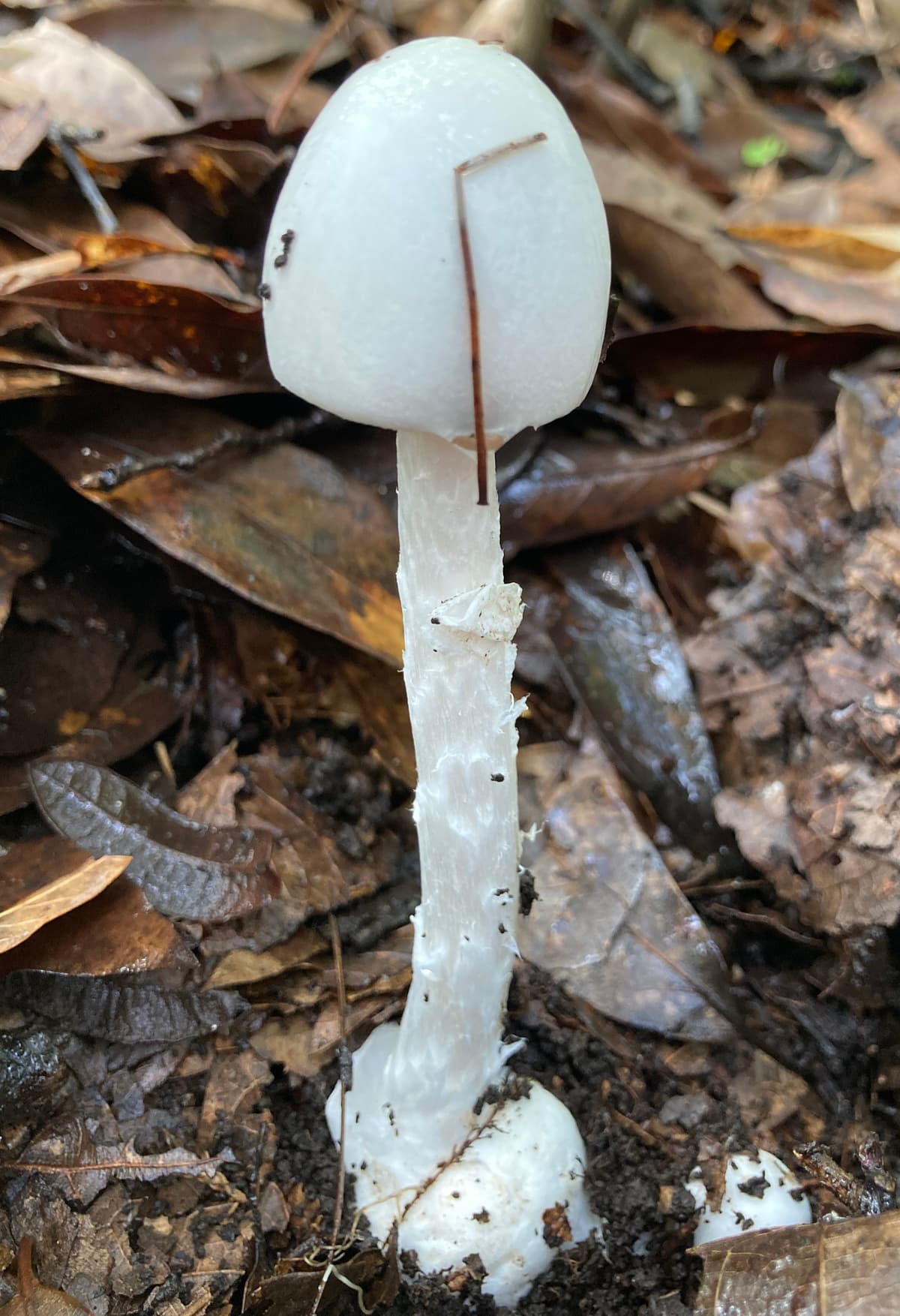 Destroying Angel Amanita Bisporigera destroying-angel-amanita-bisporigera